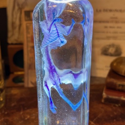 Diaphanization of a mouse - Mus musculus