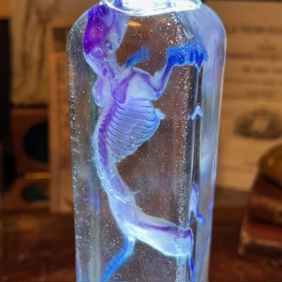 Diaphanization of a mouse - Mus musculus