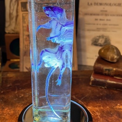 Diaphanization of a mouse - Mus musculus