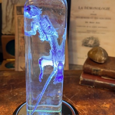 Diaphanization of a mouse - Mus musculus