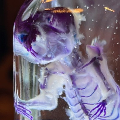 Diaphanization of a mouse - Mus musculus