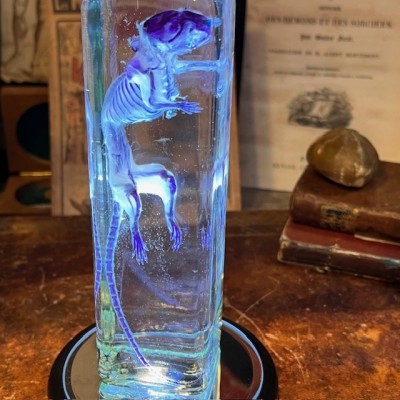 Diaphanization of a mouse - Mus musculus