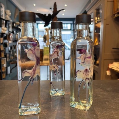 Diaphanization of a mouse - Mus musculus