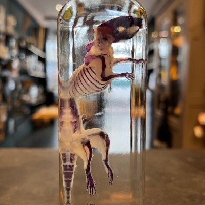 Diaphanization of a mouse - Mus musculus