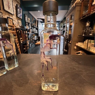 Diaphanization of a mouse - Mus musculus