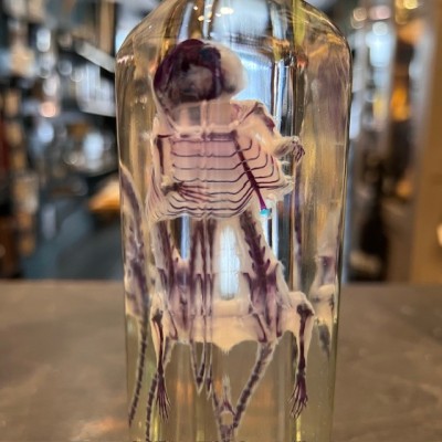 Diaphanization of a mouse - Mus musculus