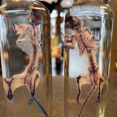 Diaphanization of a mouse - Mus musculus