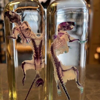 Diaphanization of a mouse - Mus musculus