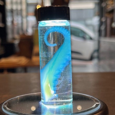 Octopus Tentacle Diaphanisation - Biological preparation