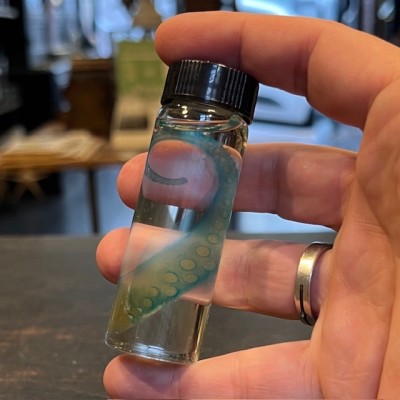 Octopus Tentacle Diaphanisation - Biological preparation