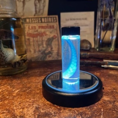 Octopus Tentacle Diaphanisation - Biological preparation