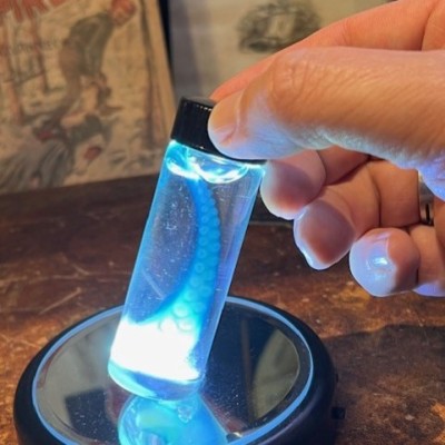 Octopus Tentacle Diaphanisation - Biological preparation