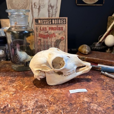 Blackbuck Skull - Antilope cervicapra