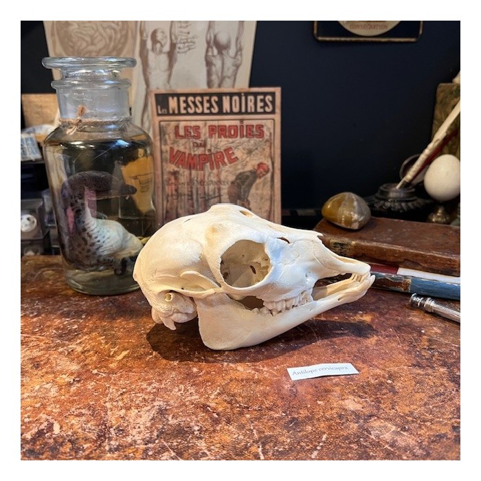 Blackbuck Skull - Antilope cervicapra