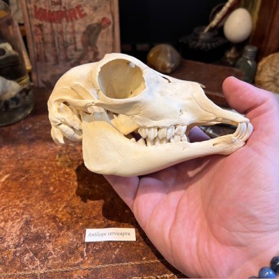 Blackbuck Skull - Antilope cervicapra