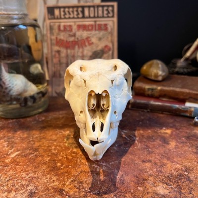 Blackbuck Skull - Antilope cervicapra