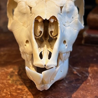 Blackbuck Skull - Antilope cervicapra