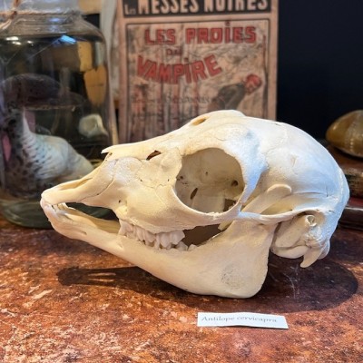 Blackbuck Skull - Antilope cervicapra