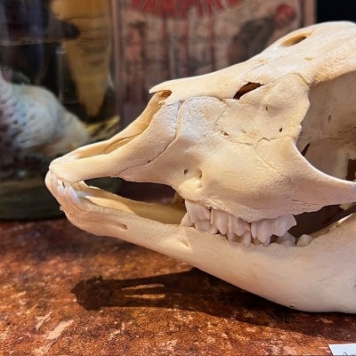 Blackbuck Skull - Antilope cervicapra