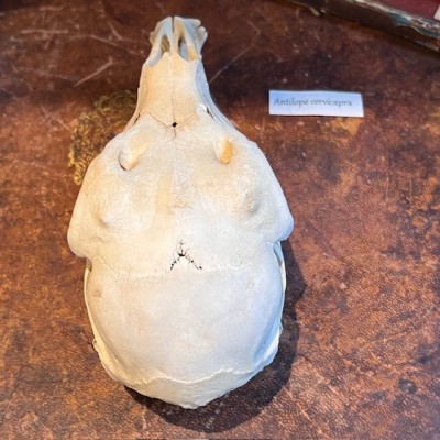 Blackbuck Skull - Antilope cervicapra