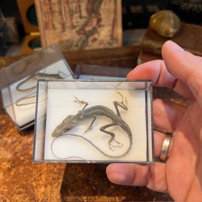 Takydromus smaragdinus lizard in box - Dried specimen