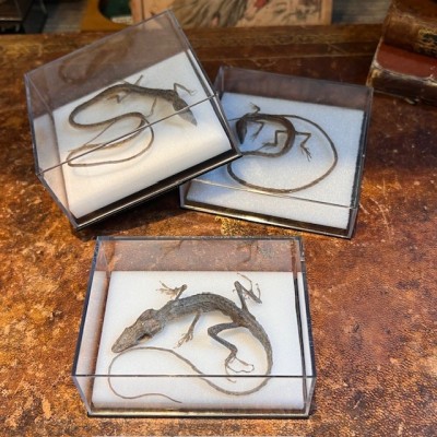 Takydromus smaragdinus lizard in box - Dried specimen