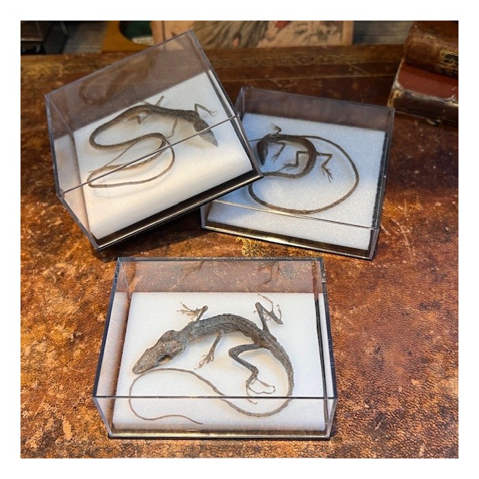 Lézard Takydromus smaragdinus sous boîte - Spécimen séché