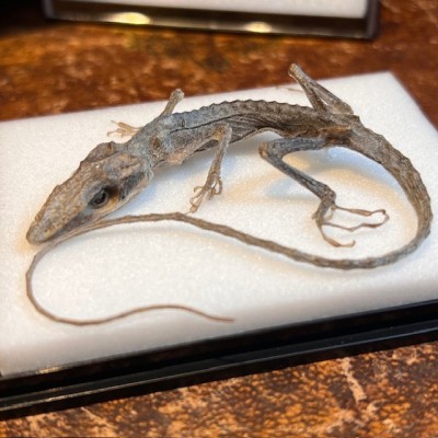 Takydromus smaragdinus lizard in box - Dried specimen