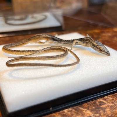 Takydromus smaragdinus lizard in box - Dried specimen