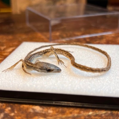 Lézard Takydromus smaragdinus sous boîte - Spécimen séché