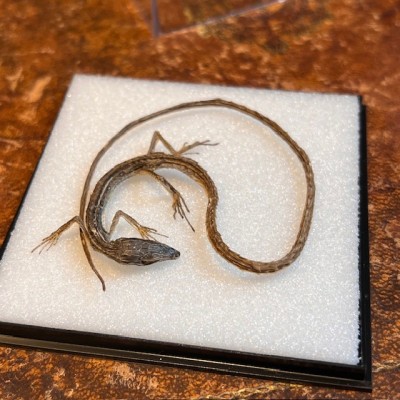 Lézard Takydromus smaragdinus sous boîte - Spécimen séché