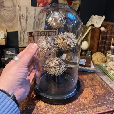 4 Poissons Diodon sous cloche - Poissons globe - Diodontidae