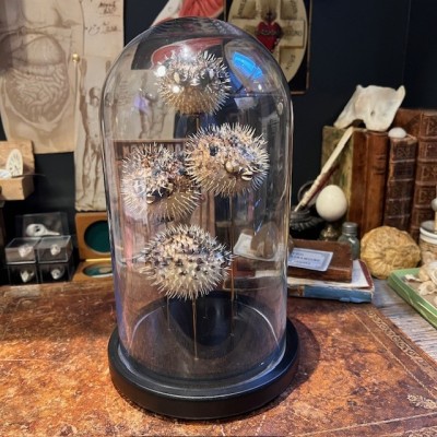 4 Poissons Diodon sous cloche - Poissons globe - Diodontidae