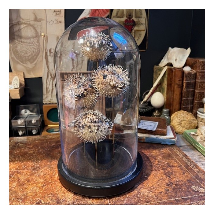 4 Poissons Diodon sous cloche - Poissons globe - Diodontidae