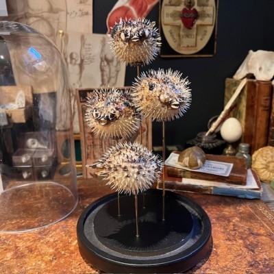 4 Poissons Diodon sous cloche - Poissons globe - Diodontidae