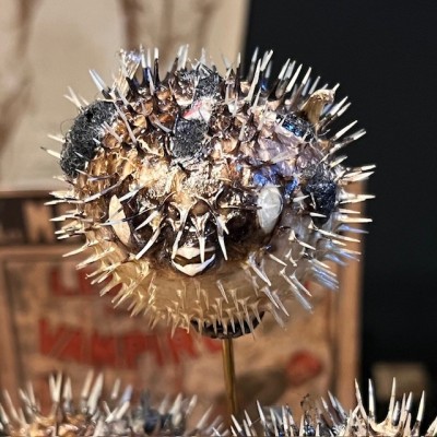 4 Diodon fish under glass - Globe fish - Diodontidae