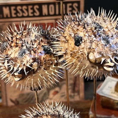 4 Diodon fish under glass - Globe fish - Diodontidae