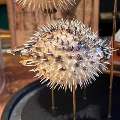 4 Diodon Holocanthus fish under glass - Globe fish - Diodontidae