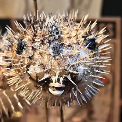 4 Diodon fish under glass - Globe fish - Diodontidae