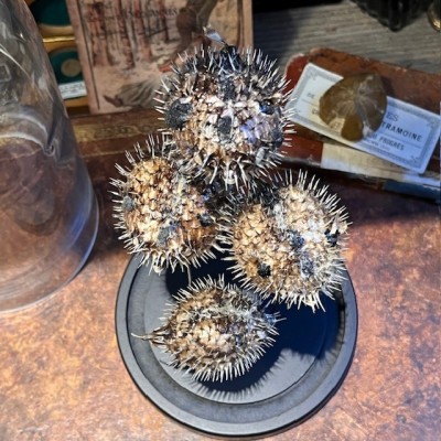 4 Diodon Holocanthus fish under glass - Globe fish - Diodontidae