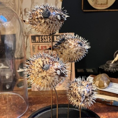 4 Diodon fish under glass - Globe fish - Diodontidae