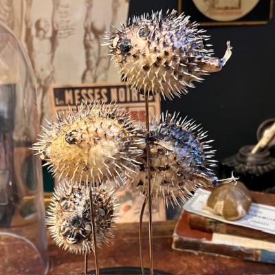 4 Poissons Diodon sous cloche - Poissons globe - Diodontidae