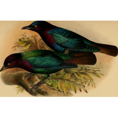 Choucador à queue bronzée - Crâne d'oiseau - Hylopsar cupreocauda