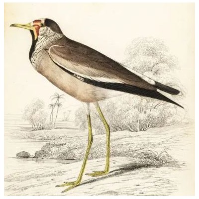 Vanneau du Sénégal - Crâne d'oiseau - Vanellus senegallus