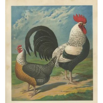 Poule ou Coq domestique - Crâne d'oiseau - Gallus gallus domesticus