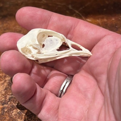 Chicken - Bird skull - Gallus gallus domesticus