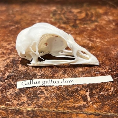 Chicken - Bird skull - Gallus gallus domesticus