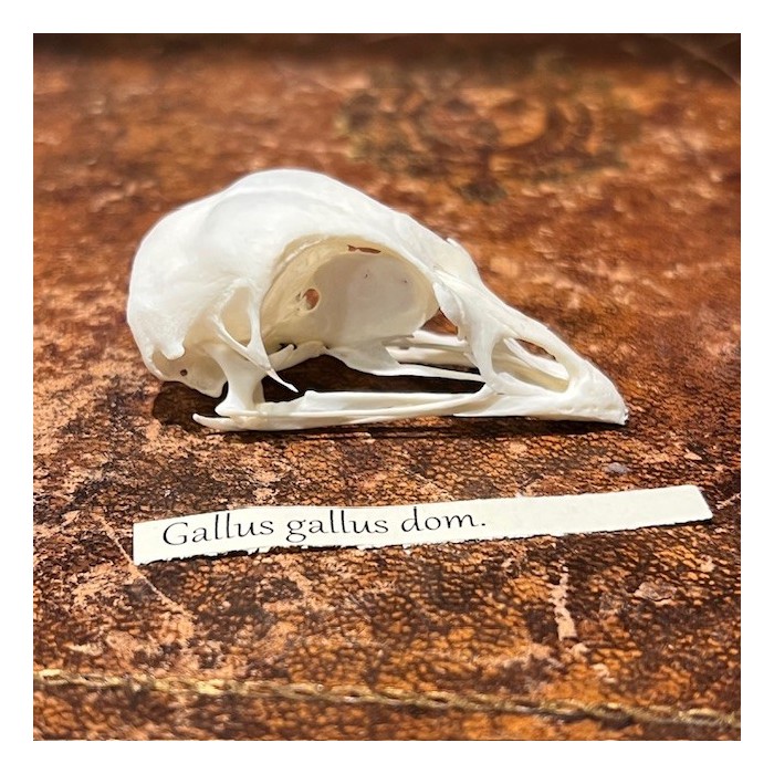 Chicken - Bird skull - Gallus gallus domesticus