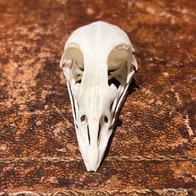 Chicken - Bird skull - Gallus gallus domesticus