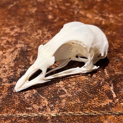 Chicken - Bird skull - Gallus gallus domesticus